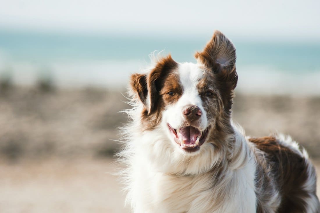 Fluffy Australian shepherd smiling on a sunny beach