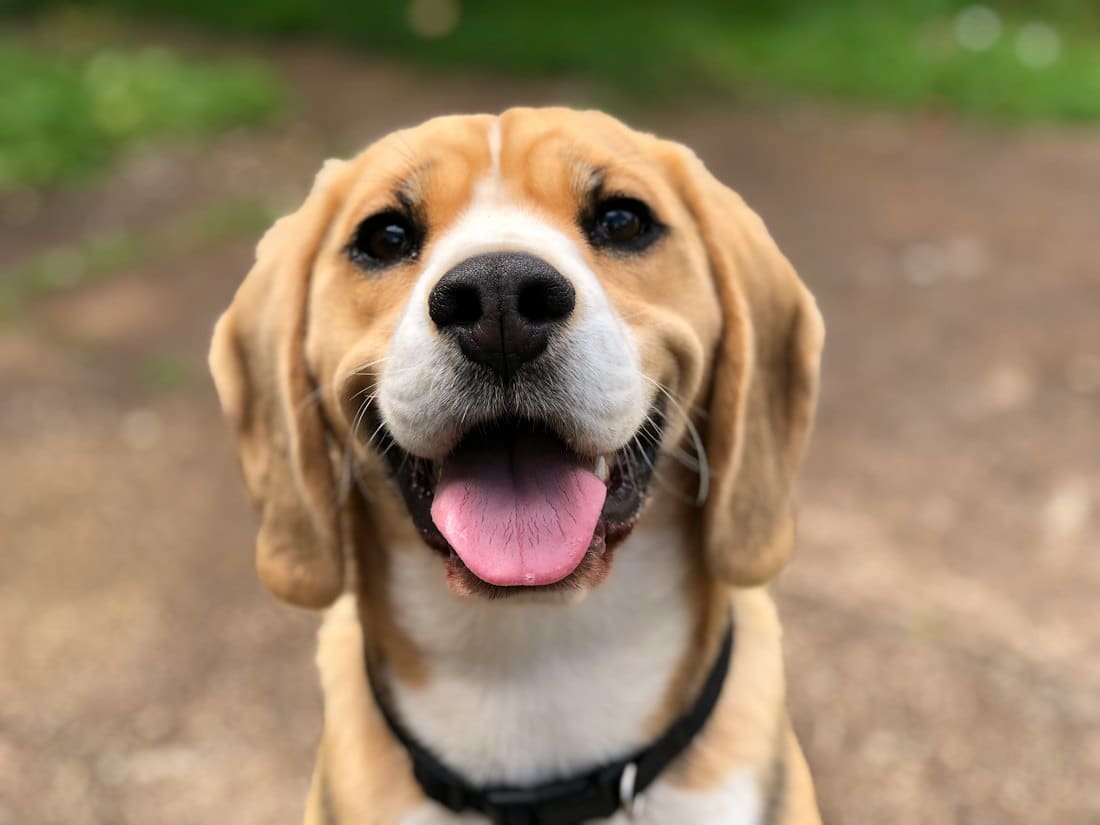 Smiling beagle with a fresh, glossy coat