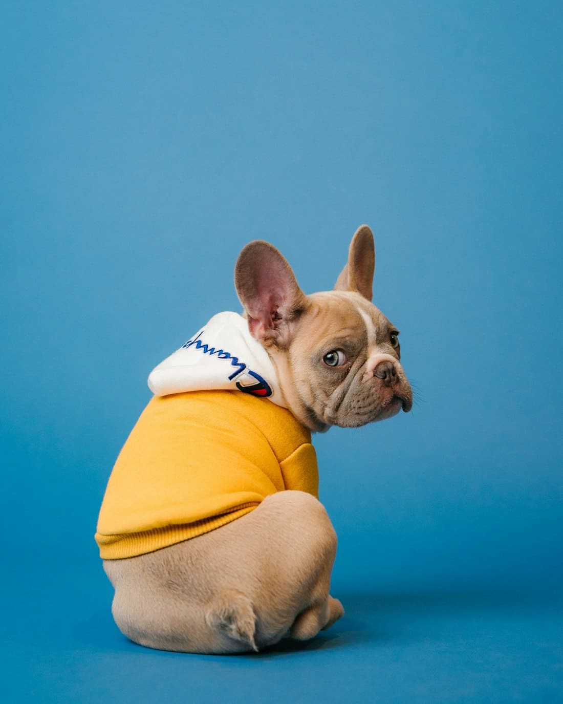 French bulldog in a yellow hoodie looking over its shoulder